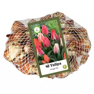 Tulipa Greigii Mix
