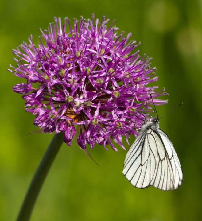 fluit Klein insect Bloembollen - Tuincentrum van Ee - Groot assortiment aan Groen!