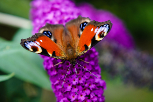 Buddleja