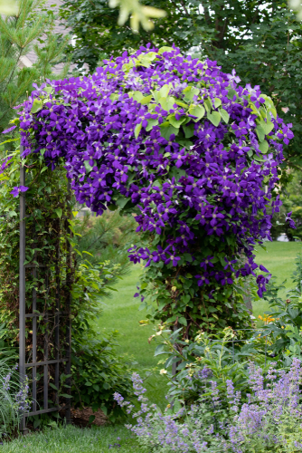 Clematis