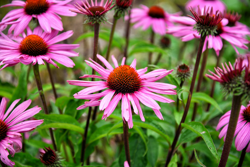 Echinacea