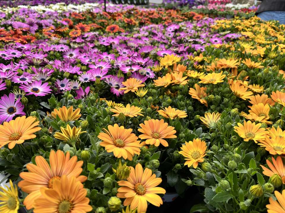 Fleurige tuinplanten kopen in de buurt | Tuincentrum van Ee