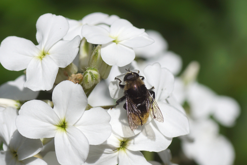 Hesperis matronalis