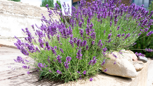 Lavendel