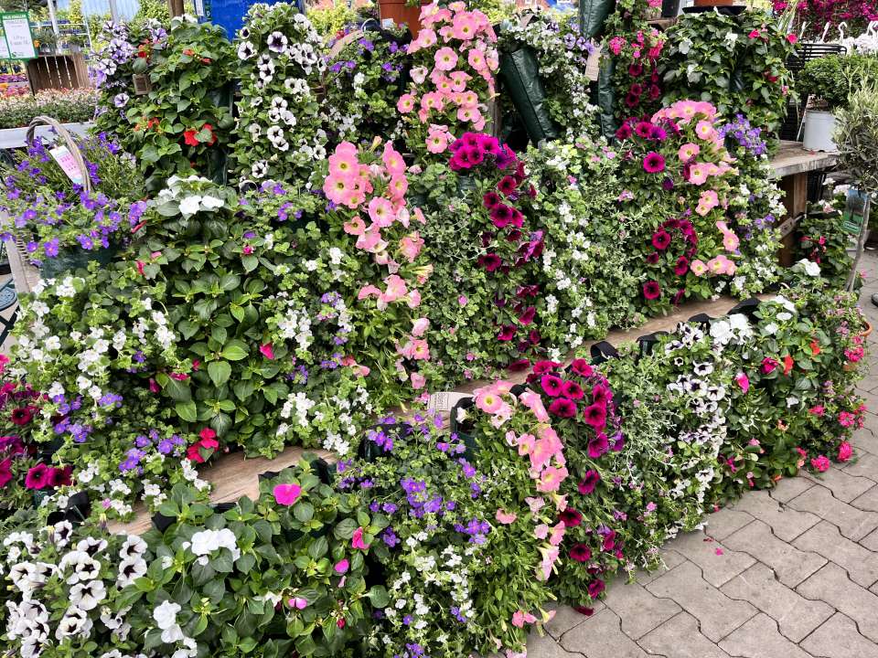 Tuinplanten kopen in Zeist bij TC van Ee