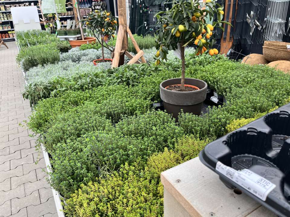 Groot assortiment tuinplanten nabij Amersfoort | Tuincentrum van Ee