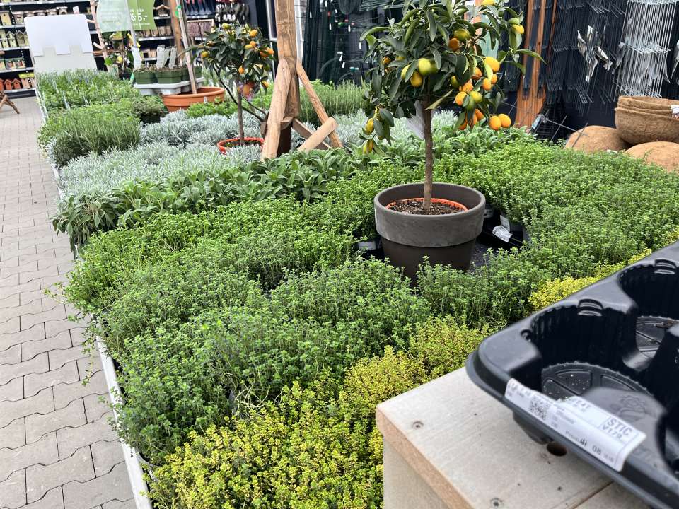 Groot assortiment tuinplanten nabij Soest | Tuincentrum van Ee