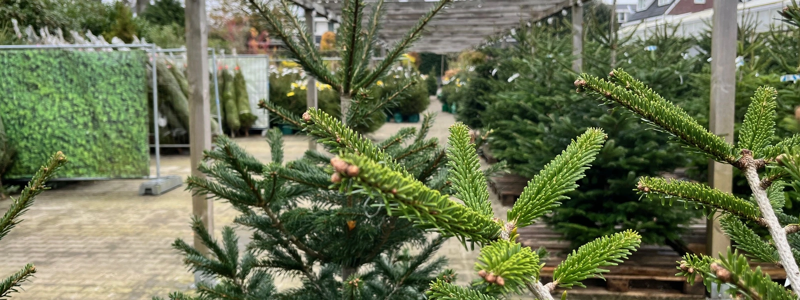 De kerstbomen zijn er!