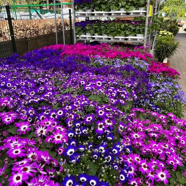 Tuinplanten Kopen Bij Tuincentrum Van Ee In Zeist Fotoalbums