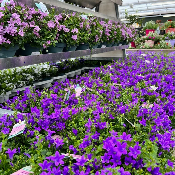 Tuinplanten Kopen Bij Tuincentrum Van Ee In Zeist Fotoalbums
