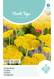 Achillea, Duizendblad Cloth Of Gold