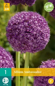 Allium Ambassador