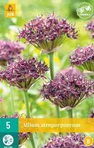 Allium atropurpureum