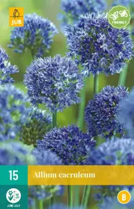 Allium caeruleum