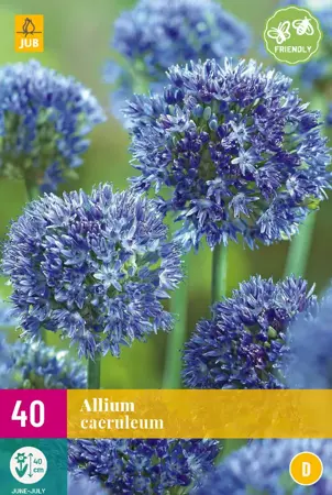 Allium caeruleum