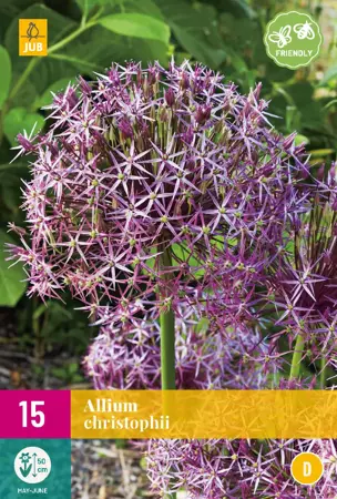 Allium christophii