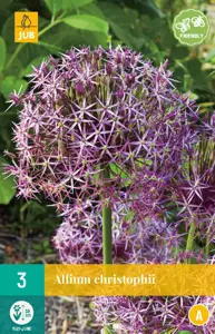 Allium christophii