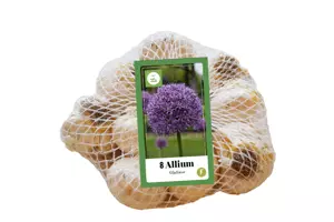 Allium Gladiator