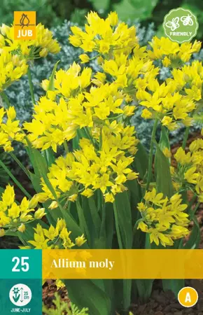 Allium moly