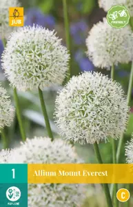 Allium Mount Everest