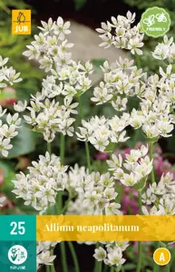Allium neapolitanum