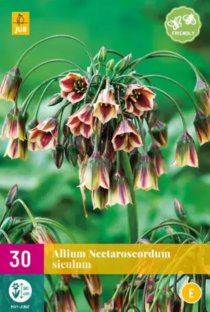 Allium (nectaroscordum) siculum