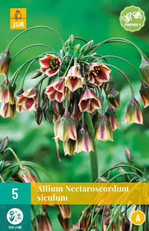 Allium (nectaroscodum) siculum