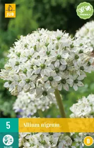 Allium nigrum
