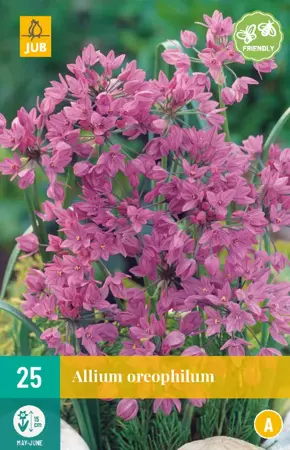 Allium oreophilum