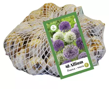 Allium Paars-Wit