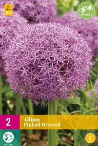 Allium Pinball Wizzard