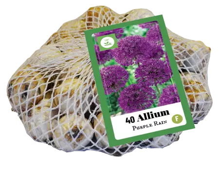 Allium Purple Rain