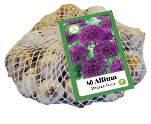 Allium Purple Rain