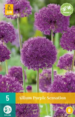 Allium Purple Sensation