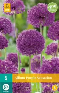 Allium Purple Sensation