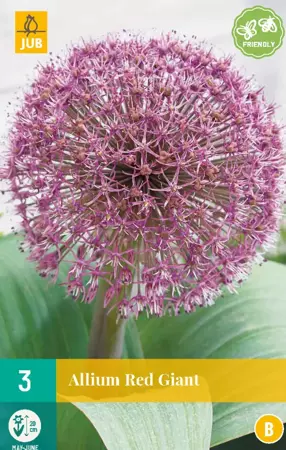 Allium Red Giant