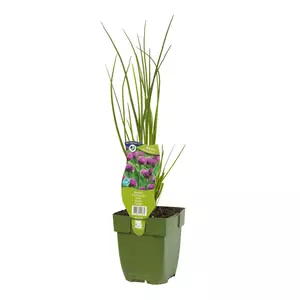 Allium Schoenoprasum Tuincentrum Van Ee Groot Assortiment Aan Groen