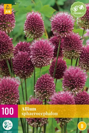 Allium sphaerocephalon