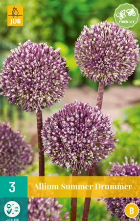 Allium Summer Drummer