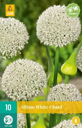 Allium White Cloud