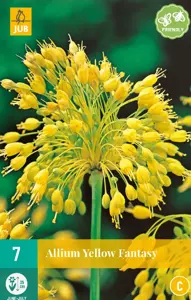 Allium Yellow Fantasy