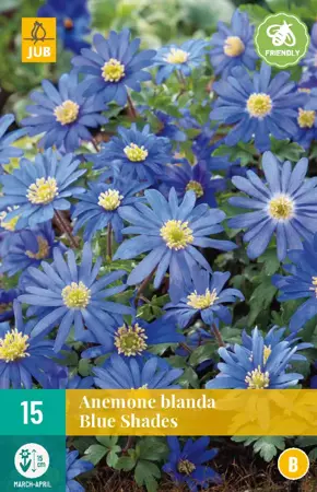 Anemone bl. Blue Shades