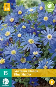 Anemone bl. Blue Shades