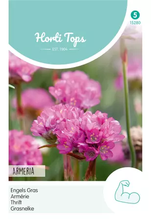 Armeria, Engels Gras rose