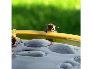 Bijen- en vlinderdrinkschaal - afbeelding 2