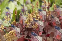 Bijzondere vaste planten