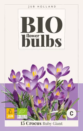 Crocus (tommasinianus) Ruby Giant - bio