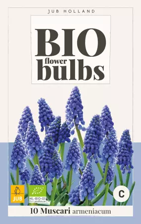 Muscari armeniacum - bio