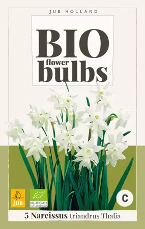 Narcissus triandrus Thalia - bio