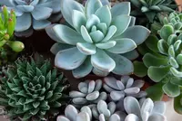 Cactussen & Vetplanten